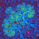Square Fractal 9